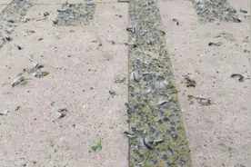 壹现场丨北京又一小区毛毛虫泛滥 园林绿化局：已部署全市的消杀工作图片