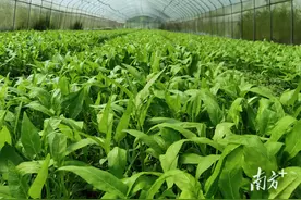 年产2000吨蔬菜供大湾区｜始兴暖田村图片