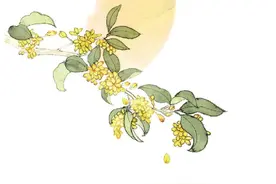 八月桂花香图片
