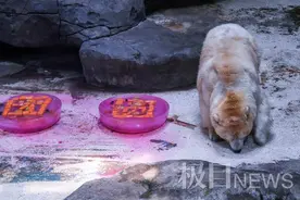 北极熊吃月饼，海底嫦娥奔月，武汉海昌花样庆中秋图片