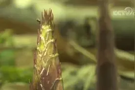 重庆南川·金佛山：万亩竹林采笋忙 生态经济双丰收图片