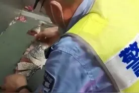 女子买鱼回家发现“差一块”找老板算账，民警现场“拼鱼断案”图片