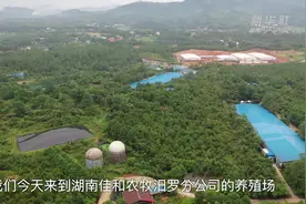 Vlog|猪肉消费旺季来临，记者去探了两个场图片