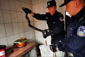 腿软！居民家中惊现黑蛇，民警手到擒来图片