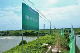 美团买菜“跳跳虾”上市 全程有氧鲜活到家图片