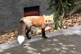 武大网红狐狸“珞珞”再现身，与狗玩闹视频封面