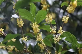 中秋节，聊聊那些与月有关的植物丨花花万物图片
