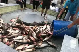 传承上百年！广州花都一村中秋前夕“秋祭分鱼”图片