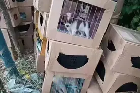 惨不忍睹！上海一小区门口，上百只奶猫奶狗哀嚎不止，有的已死亡…图片