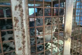 雪豹获救后疑被动物园圈养将展出，内蒙古林草局派工作组核查图片