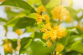 最高气温34℃，最近的天气是“秋老虎”，还是“桂花蒸”？图片