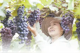 农民眼中的丰收图片