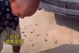女孩回家探亲，离开时外公摘花生塞满整个后备箱 网友：塞的全是爱图片