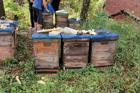 株洲攸县：三位蜂农的流浪生活和卖不出蜂蜜的苦恼图片