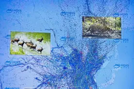 野生动物追踪与保护，“北斗”功不可没图片