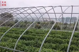 来自丰收一线的报道③｜秋茶飘香时，跟记者在茶乡当一回采茶姑娘图片