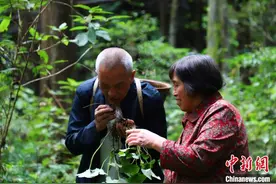 湖北一村医扎根深山50年守护乡亲健康图片