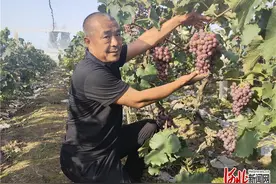 廊坊市安次区：“牛角葡萄”飘香全国图片