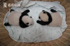 “熊猫中心”今年添丁15胎24崽 其中9对双胞胎图片