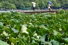 最高温36.8℃！杭州热得太反常，9月下旬还要继续……图片
