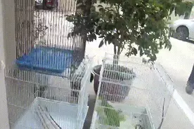 头皮发麻！盐步男子在小区树上发现一只神秘物种 一查吓一跳图片