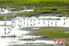 江西在鄱阳湖区域完成湿地恢复与综合治理7.5万余亩(图)图片