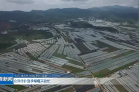 会泽待补夏季草莓采收忙图片