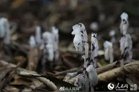 云南现罕见幽灵之花水晶兰图片