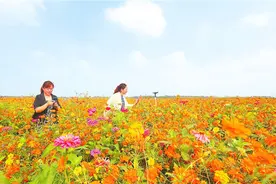 河北衡水湖花海美不胜收图片