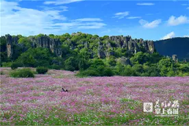 要开了！昆明这片波斯菊花海等你打卡图片