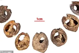 摩洛哥惊现人类最早“珠宝”：15万年前用海蜗牛壳做的项链图片