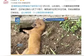 大型“社死”现场！黄鼠狼偷鸽子未遂被抓现行图片