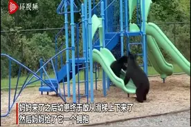 美国一母熊在游乐场教幼崽玩滑梯 站在底部鼓励孩子图片