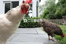 德惠市圣心花园小区业主反映凌晨总被前楼鸡鸣声吵醒，苦不堪言图片