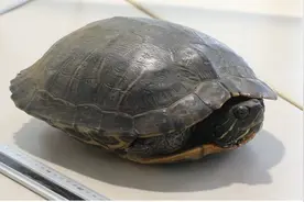 “极为罕见”！一只乌龟“霸占”日本成田机场飞机跑道，导致跑道停用15分钟图片