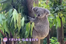 漂洋过海来中国15年，第七代新生考拉宝宝与游客见面图片