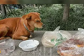 老人街头突然离世，成都“忠犬八公”痴守原地不愿离开图片