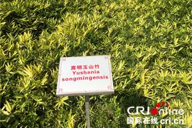 云南嵩明：小种苗 大舞台图片