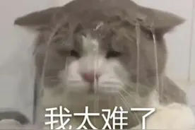 马龙险胜，许昕无缘男单四强！太难了……图片