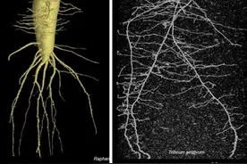 科学家采用非入侵性成像技术 首次找到实时观察植物“喝水”的方法图片