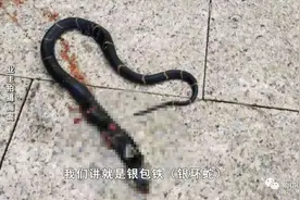南宁一小区惊现毒蛇，物业说小蛇抓不完......还有贺州小伙子洗澡被毒蛇咬了一口图片