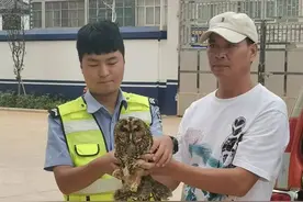 警民联合救助受伤猫头鹰图片