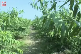 视频｜七旬老汉闲不住，种果树年收入10余万元图片