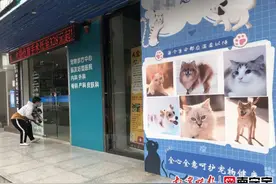 小猫在宠物医院抽血后休克死亡！发生宠物医疗纠纷，如何维权？图片