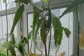 海岛寻梦 | 昙花一现，又是那美好的一瞬间图片