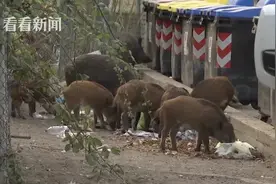 罗马街头野猪横冲直撞 市民：这哪还像首都图片