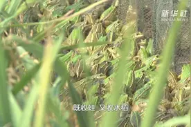 老乡和你唠丨稻田里养蛙 富民顶呱呱图片
