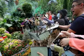 蝶舞翩翩！约30种近7万只蝴蝶今起从长宁这里陆续放飞……图片