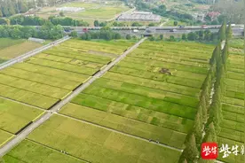江苏水稻新品种发布，“南粳46”有了接班人图片