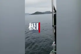 海狮为躲避虎鲸追捕跳上船求生，结果被女子赶下船，称“不能破坏食物链”视频封面